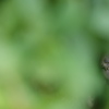 特に何があるわけでもありませんが