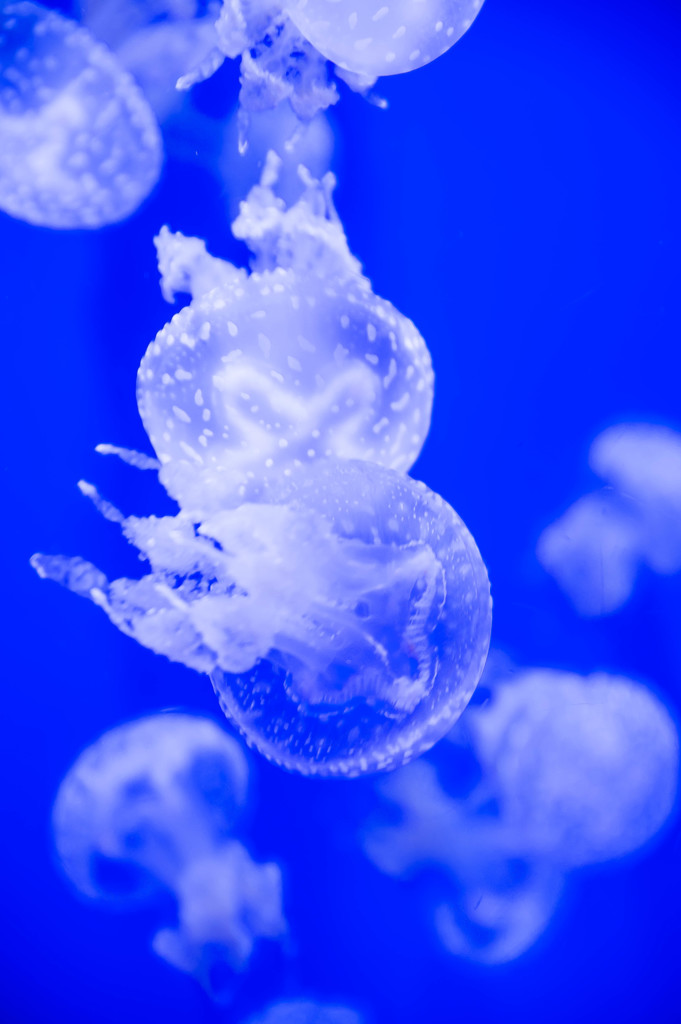 海月