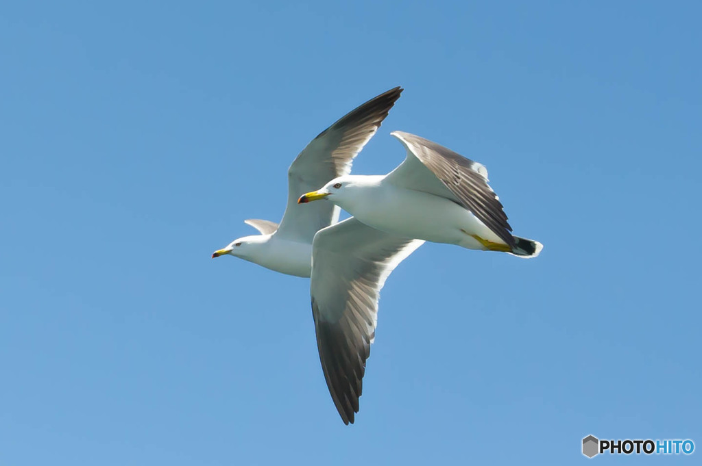 鳥撮ってトリミング