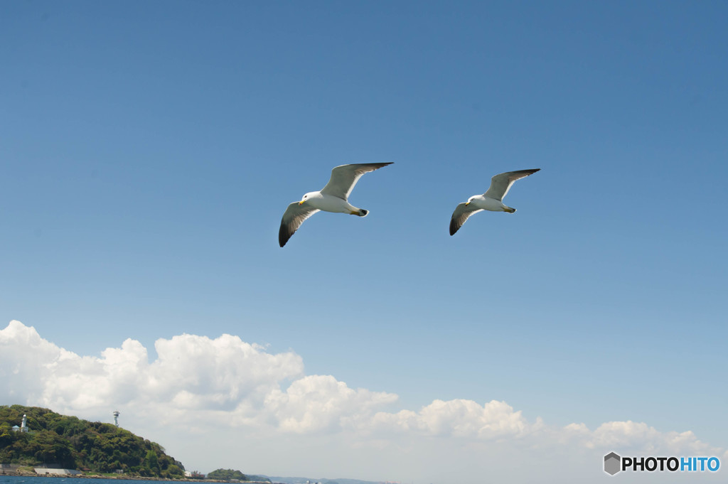 鳥撮ってトリミングしてません