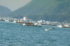 はじめての鳥撮り・２