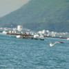 はじめての鳥撮り・２