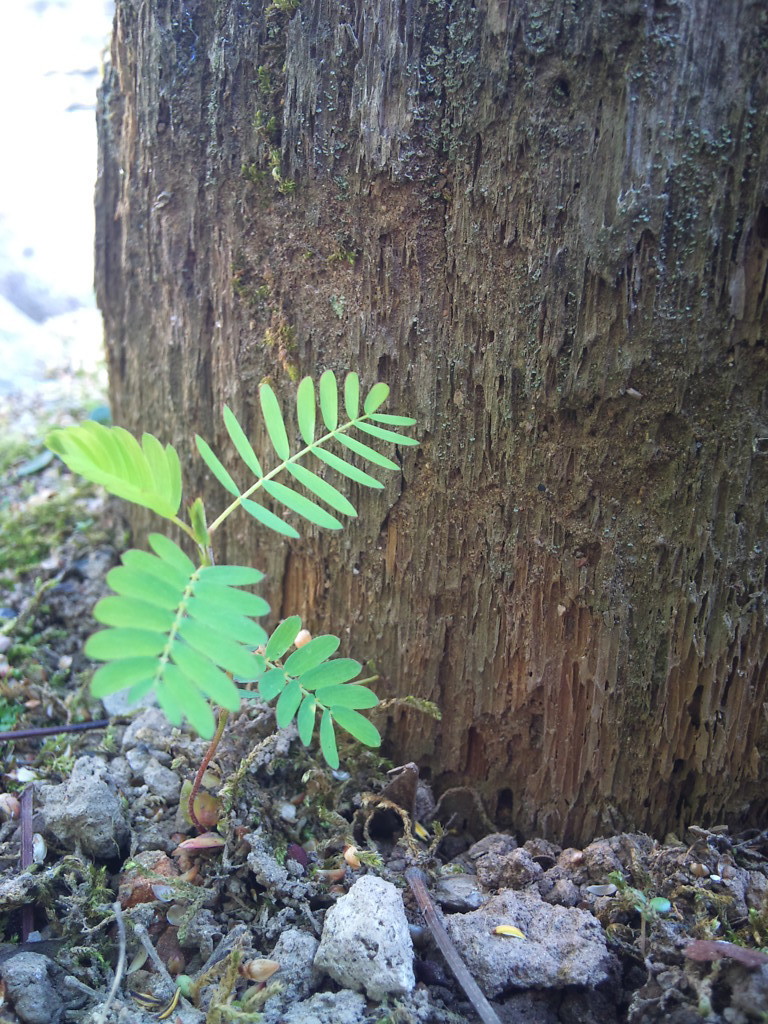 芽吹き