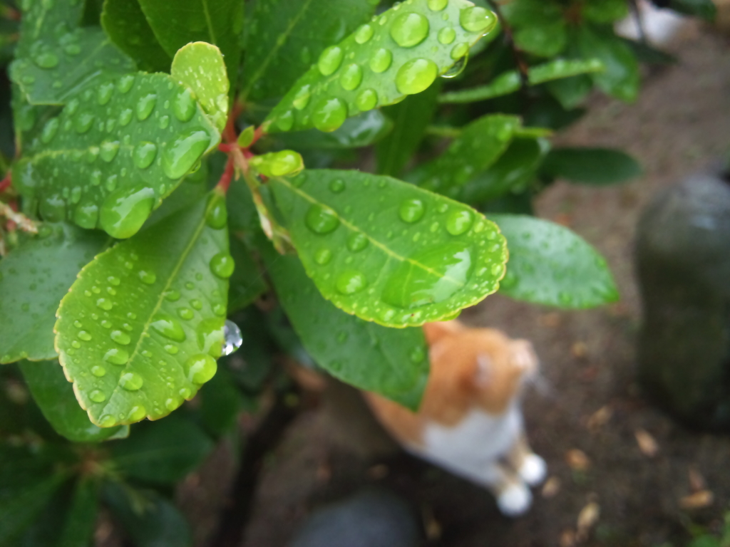 猫と雨