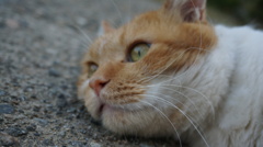 我が家の猫様