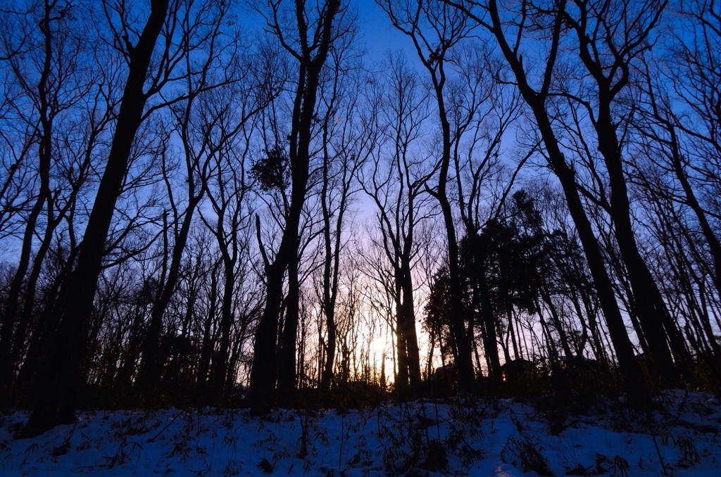 雪掻きに明け暮れて