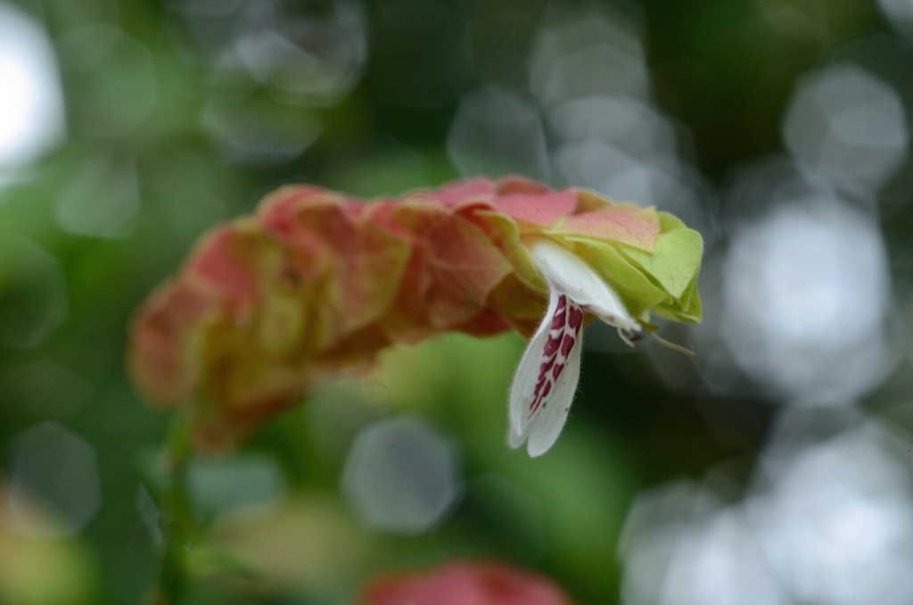 花蛇みたいな？