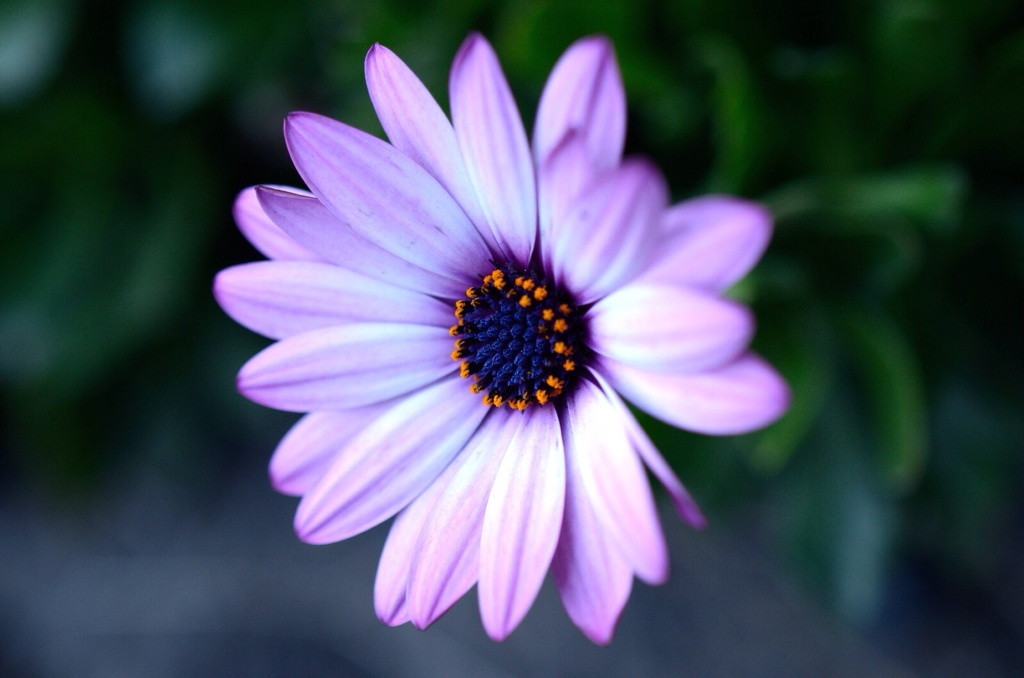 憐花