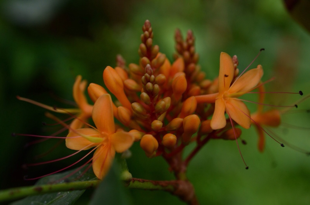 Orange Bud