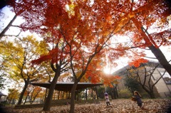 紅葉の公園