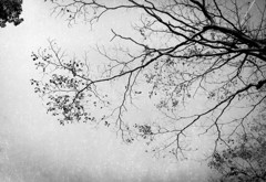 Abscission