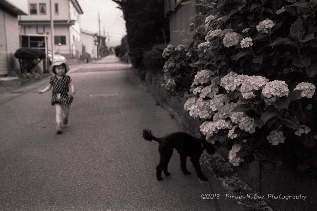 紫陽花咲く散歩道