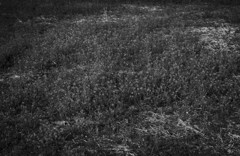 Audience