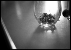 Chamomile