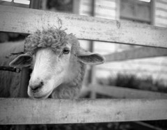 STRAY SHEEPLE