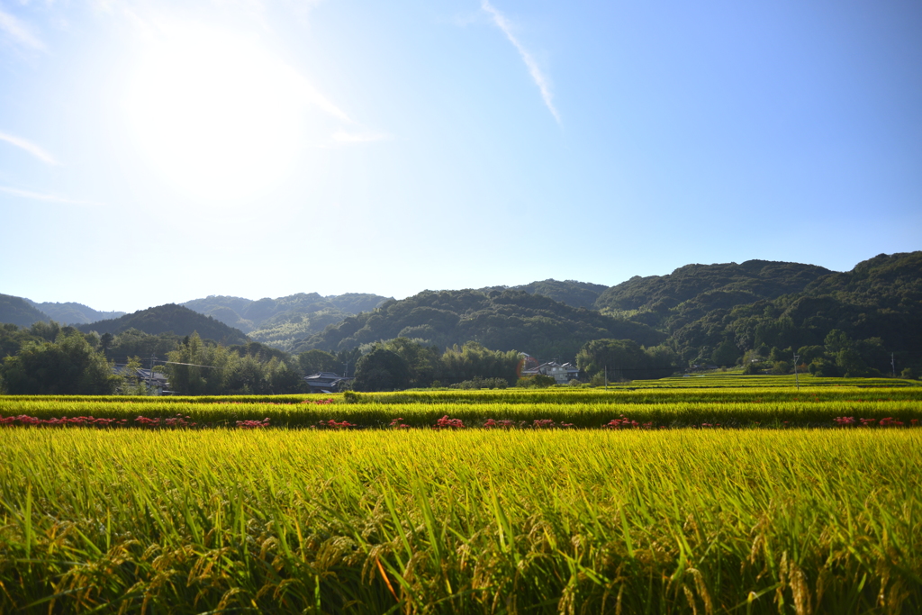 9月下旬大和民俗公園近辺にて
