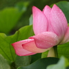 大賀蓮