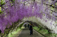 河内藤園