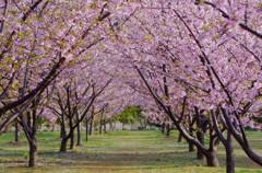 河津桜