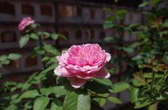 IMGP0166