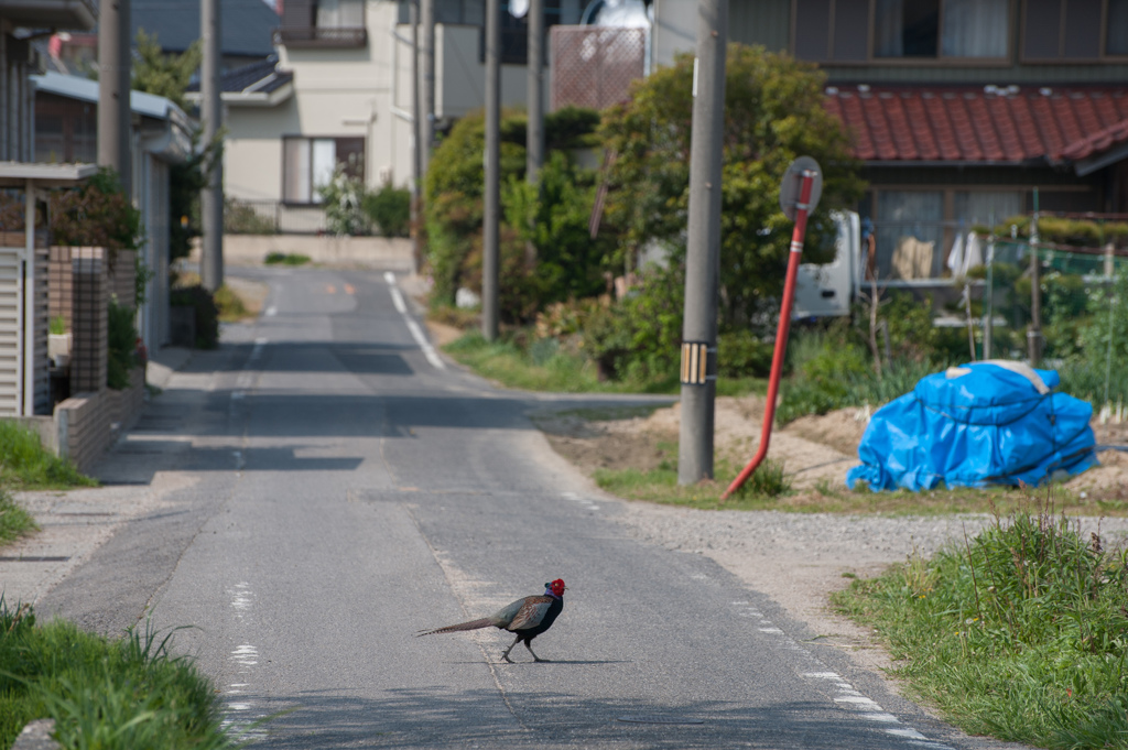 昼下がり