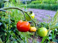 田舎のトマト