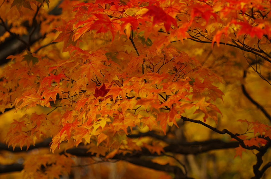 2014/11　中島公園2