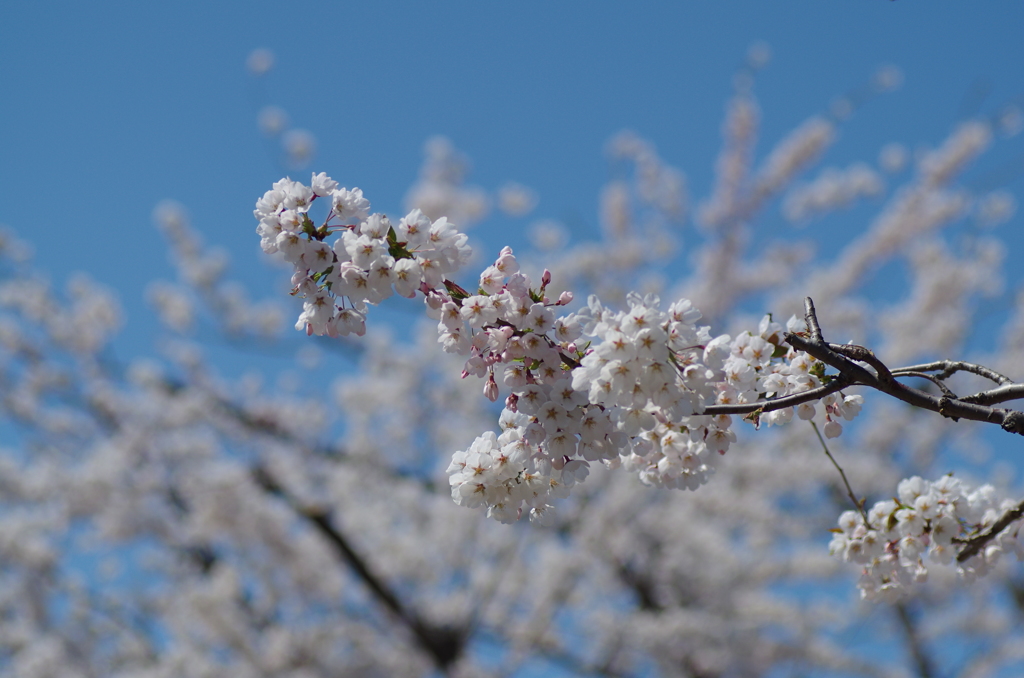 桜　２