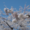 桜　２