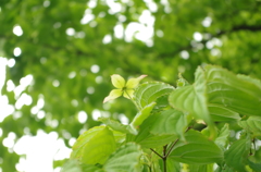 中島公園　ヤマボウシ 2015/6