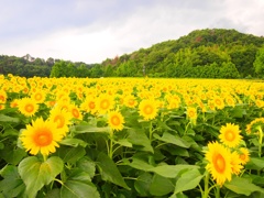 ひまわり畑