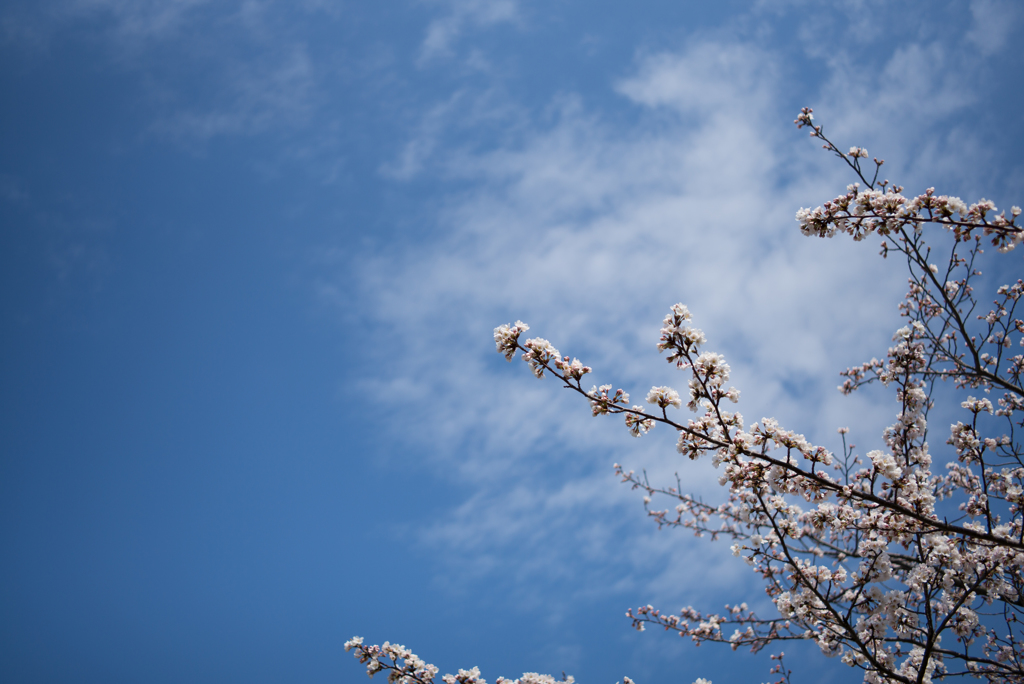 桜咲く