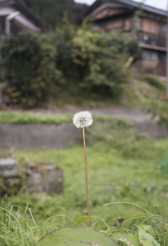 風にゆられて…