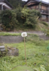 風にゆられて…