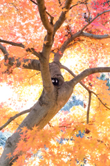 まっくろくろすけさんと紅葉♪