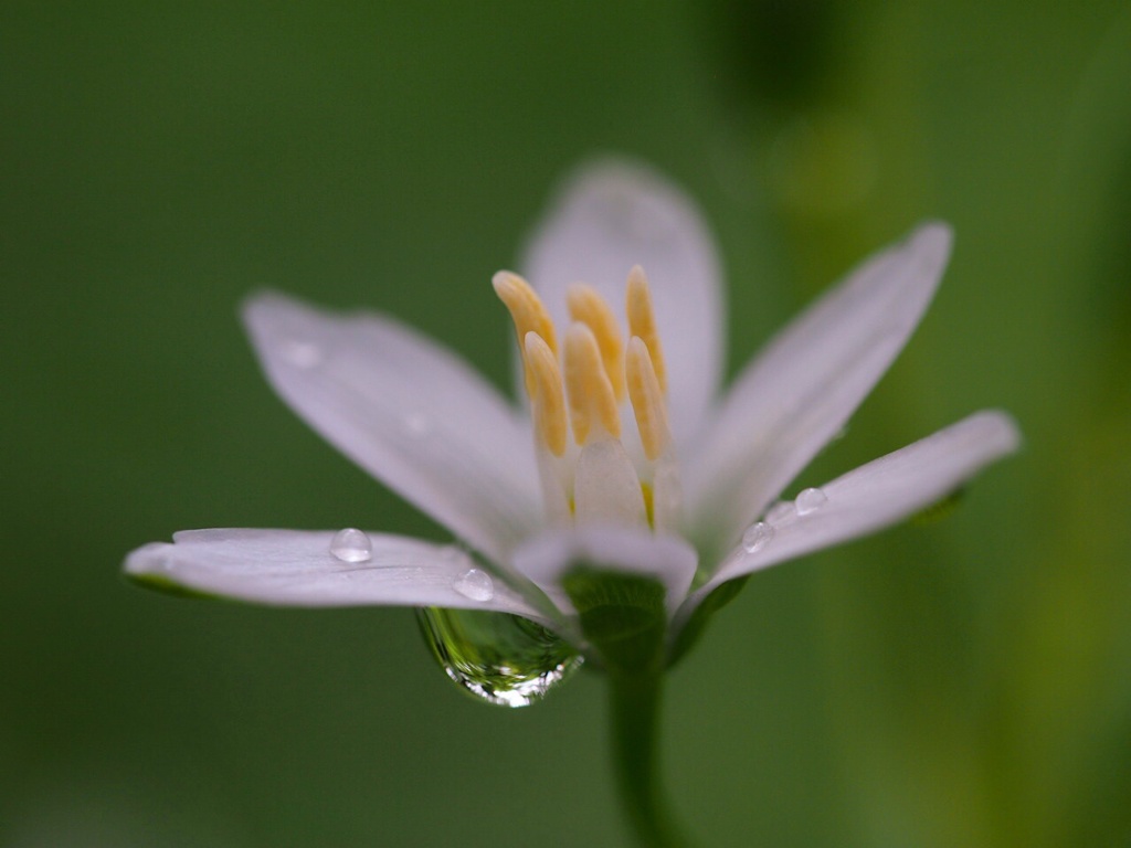 ひと雫...