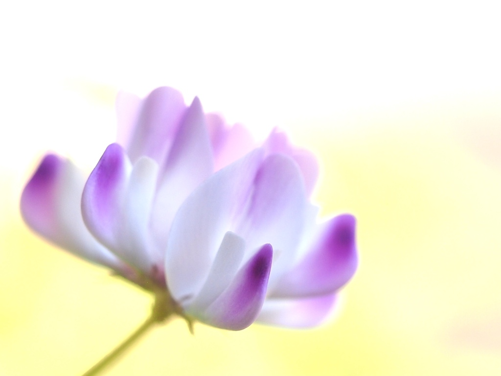 花冠 ♪