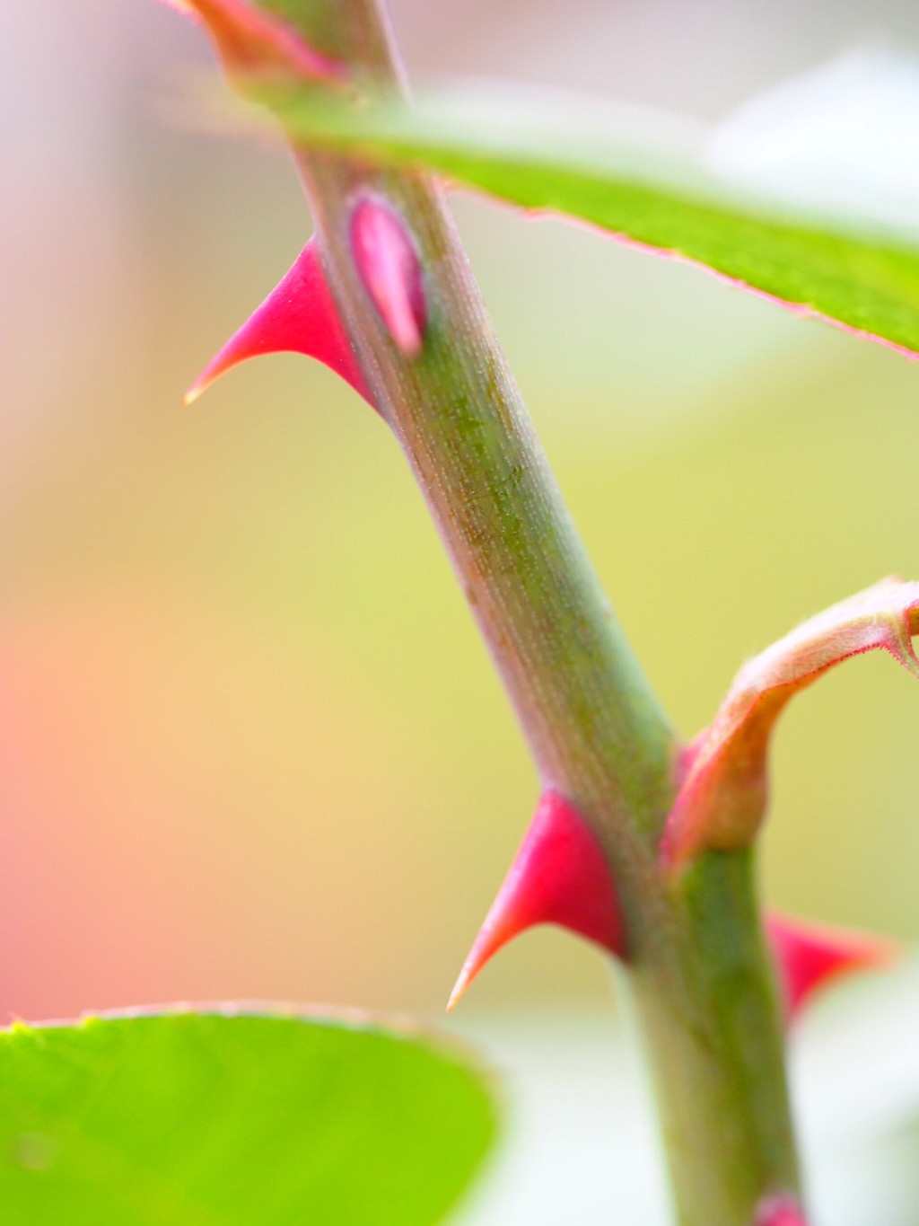 綺麗な薔薇には...