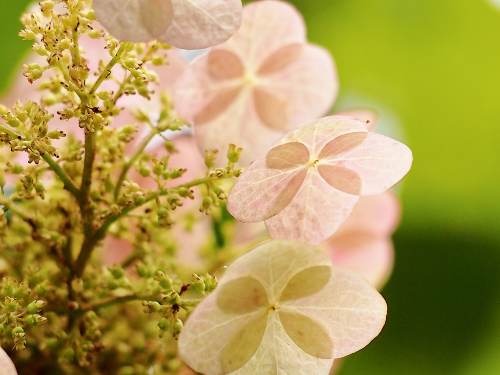 柏葉紫陽花♪