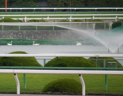 京都競馬場の白鳥？