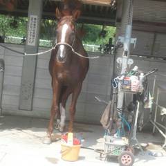 花博の乗馬の馬-サラ系？