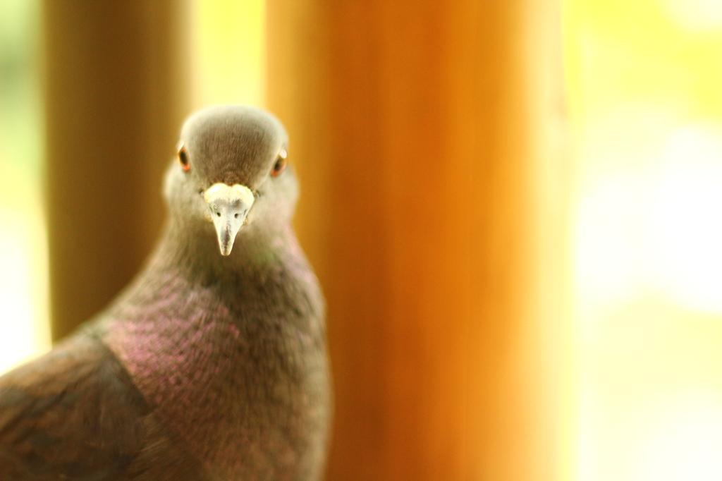 鳩の顔