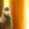 鳩の顔