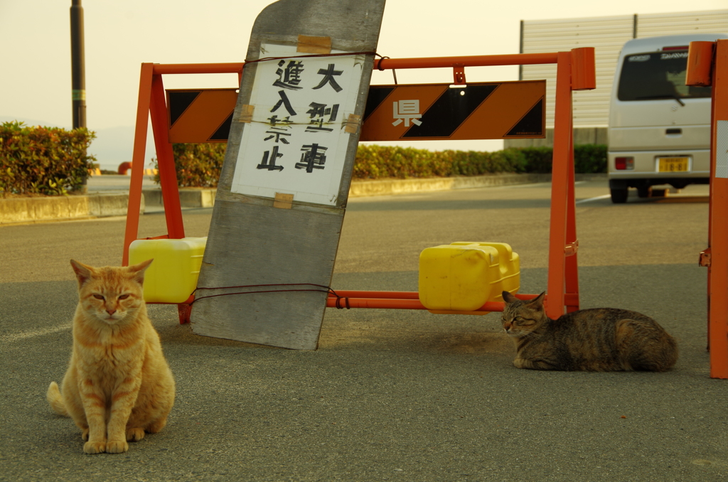 駐車管理人