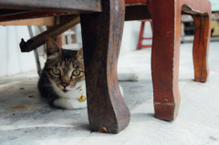 台湾の猫村　猴硐猫村