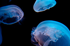 島根水族館アクアス3