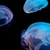 島根水族館アクアス3
