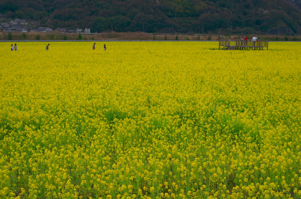 菜の花