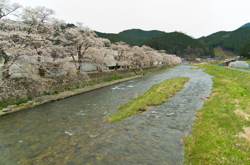 美甘宿場桜