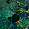 島根水族館アクアス2